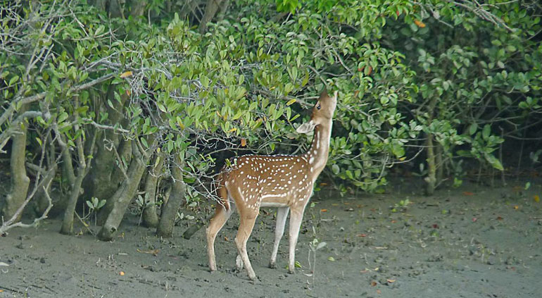 Sundarban Residency  Restaurant  for inside(3)