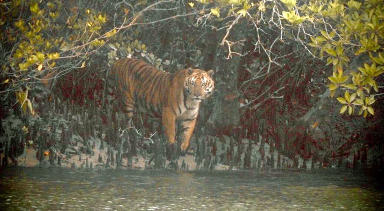 wall art in Sundarban Residency(9)