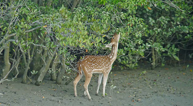 Sundarban Residency room bath room(2)