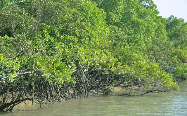 Sundarban Mangrove Forest